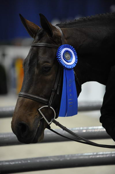 WIHS-10-23-10-DSC_7748-WinnerClass154-Bishonen-SamanthaSchaefer-DDeRosaPhoto.jpg