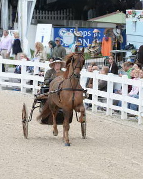 Devon-Saddlebreds-5-29-14-6526-DDeRosaPhoto