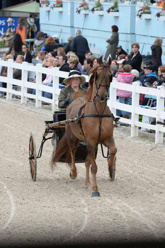 Devon-Saddlebreds-5-29-14-6527-DDeRosaPhoto