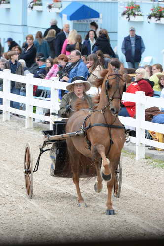 Devon-Saddlebreds-5-29-14-6534-DDeRosaPhoto