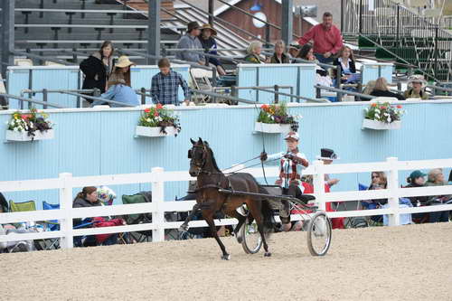 Devon-Saddlebreds-5-29-14-6620-DDeRosaPhoto