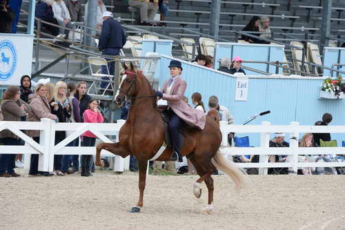 Devon-Saddlebreds-5-29-14-6639-DDeRosaPhoto