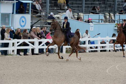 Devon-Saddlebreds-5-29-14-6647-DDeRosaPhoto