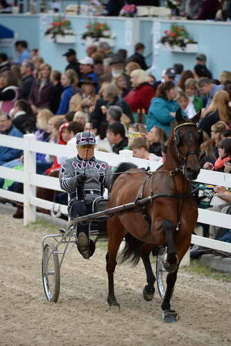Devon-Saddlebreds-5-29-14-7013-DDeRosaPhoto