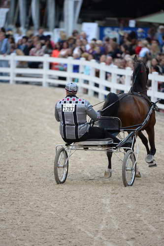 Devon-Saddlebreds-5-29-14-7031-DDeRosaPhoto