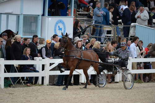 Devon-Saddlebreds-5-29-14-7045-DDeRosaPhoto