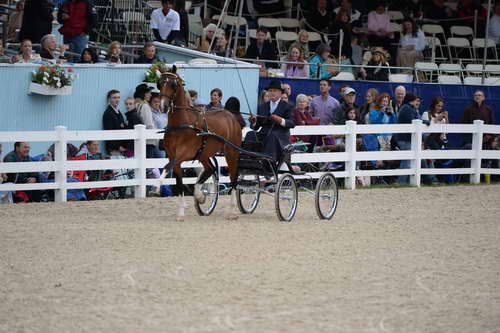 Devon-Saddlebreds-5-29-14-7052-DDeRosaPhoto