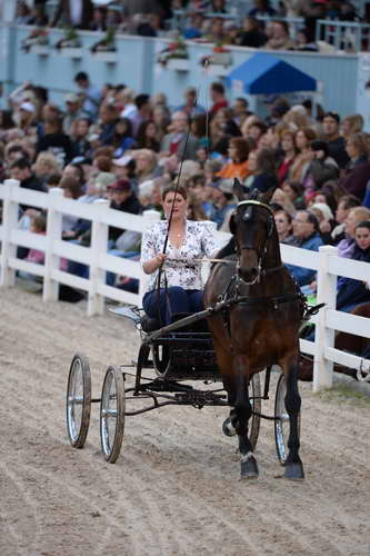 Devon-Saddlebreds-5-29-14-7072-DDeRosaPhoto