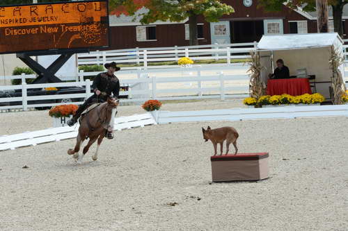 Dressage-at-Devon-9-27-13-4670-DDeRosaPhoto