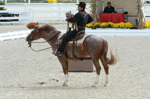 Dressage-at-Devon-9-27-13-4679-DDeRosaPhoto