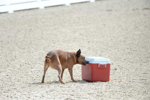 Dressage-at-Devon-9-27-13-4685-DDeRosaPhoto