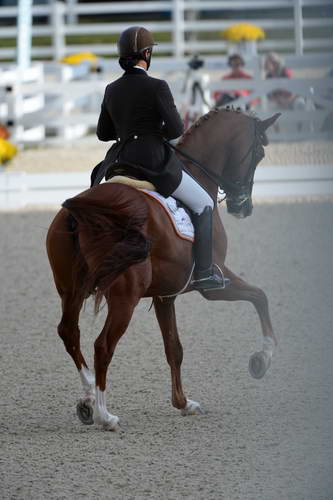 Dressage-at-Devon-9-27-13-4820-DDeRosaPhoto