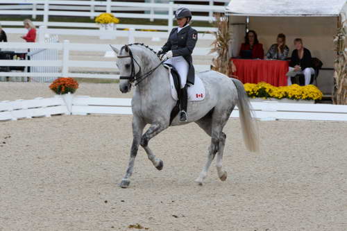 Dressage-at-Devon-9-27-13-4932-EviStrasser-RenaissanceTyme-DDeRosaPhoto