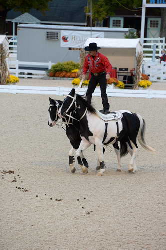 Dressage-at-Devon-9-27-13-5003-DDeRosaPhoto