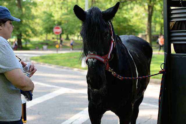 GALLOPNYC-5-22-2022-4127-DDeRosaPhoto