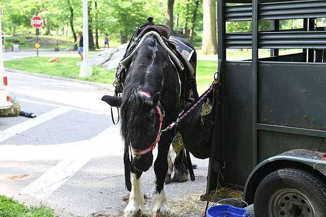 GALLOPNYC-5-22-2022-9384-DDeRosaPhoto