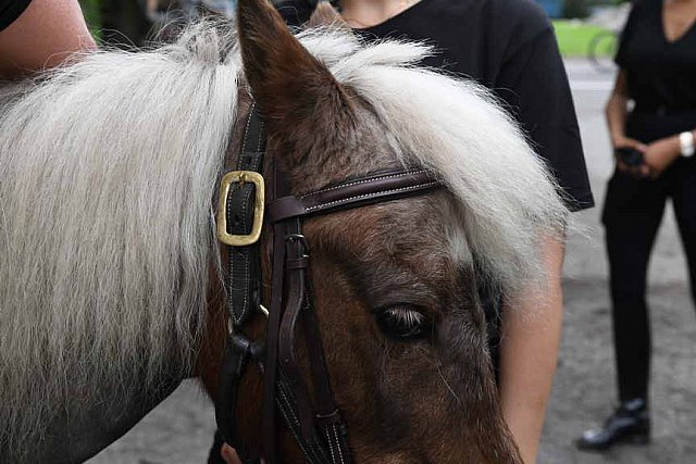 GALLOPNYC-5-22-2022-9538-DDeRosaPhoto