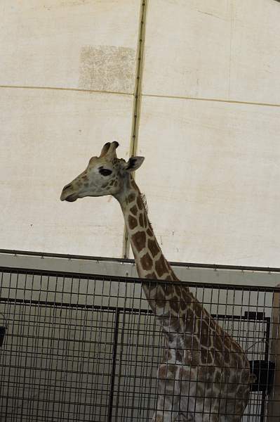 HC-10-29-10_0560-DDeRosaPhoto.jpg