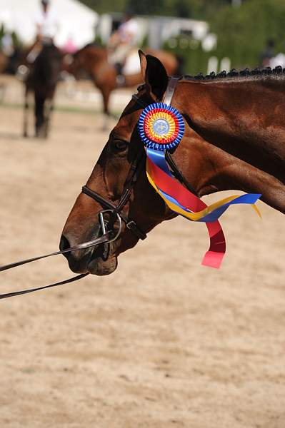 HC-10-29-10_0578-DDeRosaPhoto.jpg