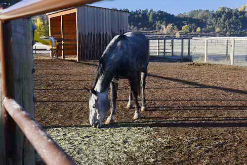 HHB2-10-14-12-1990-DDeRosaPhoto
