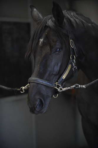 Frodo-HHB2-10-13-12-0500-DDeRosaPhoto