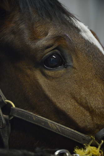 HHB1-10-13-12-9246-EauDeVie-DDeRosaPhoto