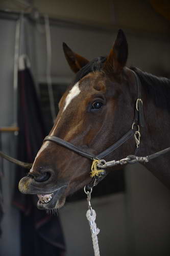 HHB1-10-13-12-9287-EauDeVie-DDeRosaPhoto