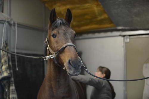 HHB1-10-13-12-9669-Atego-MarianNilsen-DDeRosaPhoto