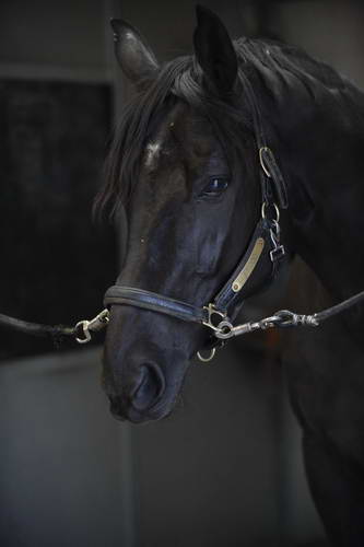 HHB2-10-13-12-0500-Frodo-DDeRosaPhoto
