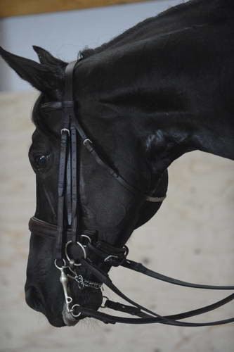 HHB2-10-13-12-0728-Frodo-DDeRosaPhoto