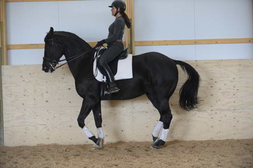 HHB2-10-13-12-0745-Frodo-MarianNilsen-DDeRosaPhoto