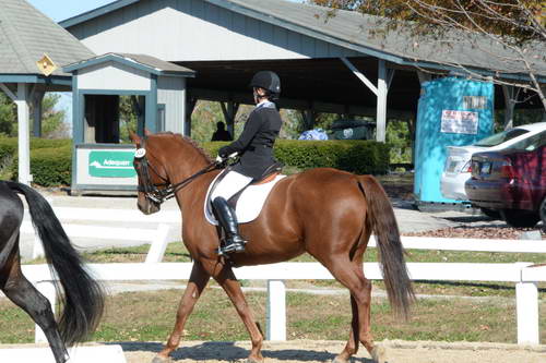 HHB-DressageFinals-11-8-13-0488-DDeRosaPhoto