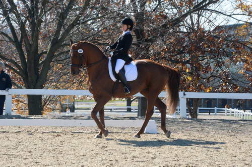 HHB-DressageFinals-11-8-13-0492-DDeRosaPhoto