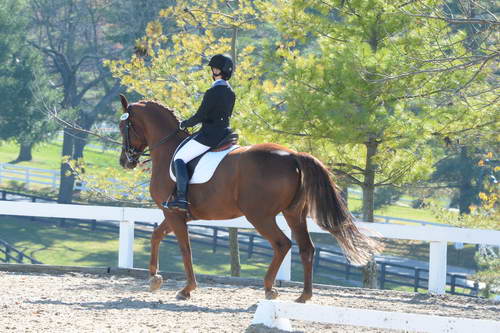 HHB-DressageFinals-11-8-13-0504-DDeRosaPhoto