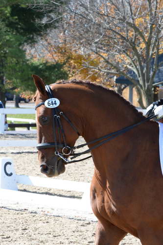 HHB-DressageFinals-11-8-13-0516-DDeRosaPhoto