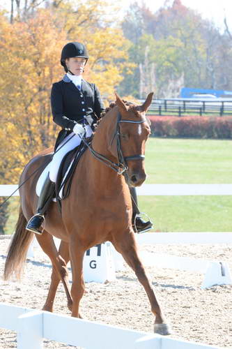 HHB-DressageFinals-11-8-13-0522-DDeRosaPhoto