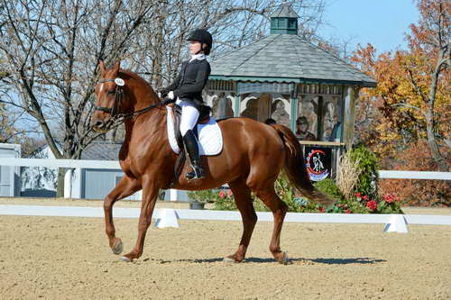 HHB-DressageFinals-11-8-13-0555-DDeRosaPhoto