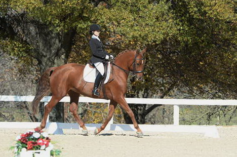 HHB-DressageFinals-11-8-13-0569-DDeRosaPhoto