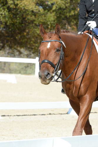 HHB-DressageFinals-11-8-13-0664-DDeRosaPhoto