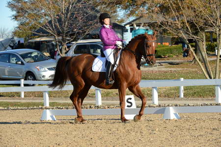 HHB-DressageFinals-11-9-13-2183-DDeRosaPhoto