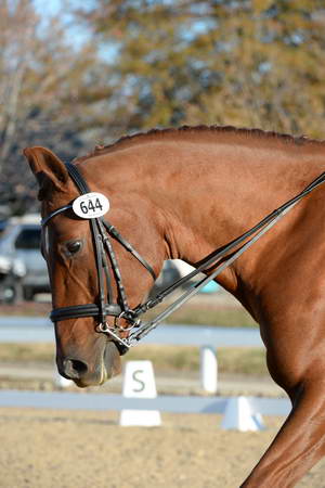 HHB-DressageFinals-11-9-13-2196-DDeRosaPhoto