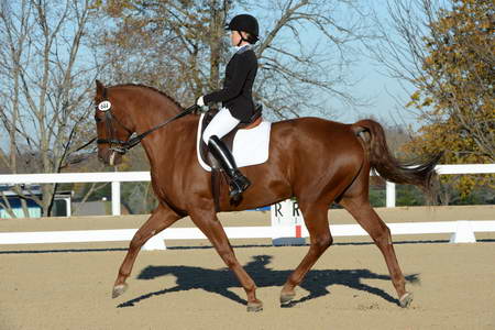 HHB-DressageFinals-11-9-13-2315-DDeRosaPhoto