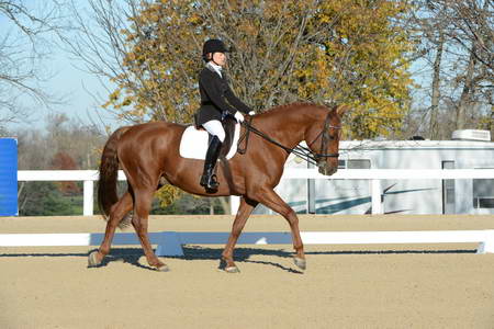 HHB-DressageFinals-11-9-13-2330-DDeRosaPhoto