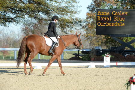 HHB-DressageFinals-11-9-13-2393-DDeRosaPhoto