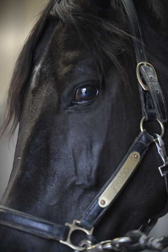 HHB2-10-13-12-0501-Frodo-DDeRosaPhoto