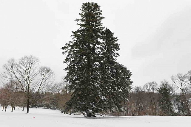 31 Fort Hill-12-17-2020-Snowstorm--0040-DDeRosaPhoto