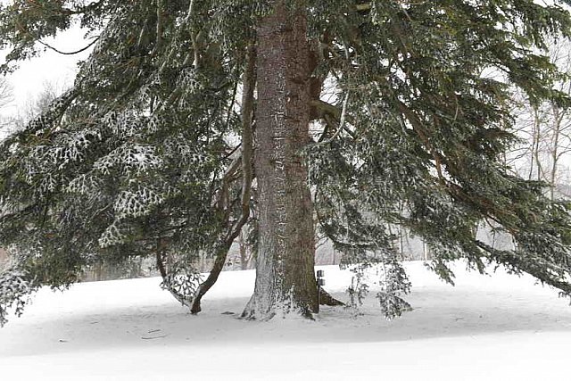 31 Fort Hill-12-17-2020-Snowstorm--0059-DDeRosaPhoto