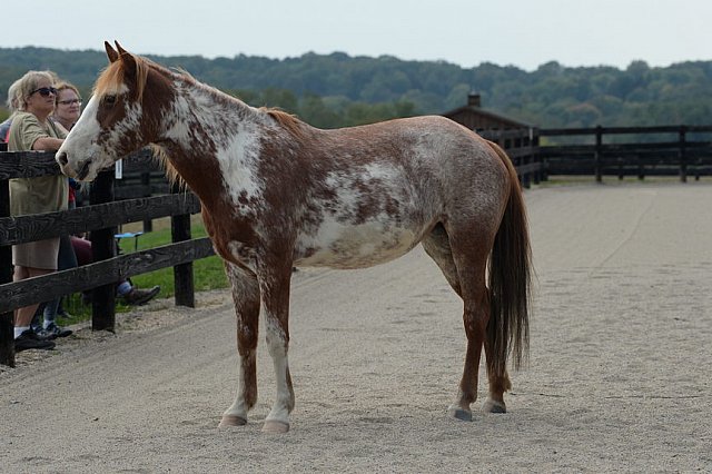 MUSTANG-HANNAH DEMO-10-15-21-3023-DDeRosaPhoto