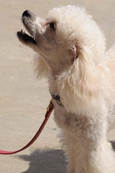 0694-NAJYRC-7-26-09-Dogs-DDeRosaPhoto.jpg