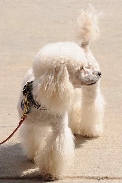 0695-NAJYRC-7-26-09-Dogs-DDeRosaPhoto.jpg
